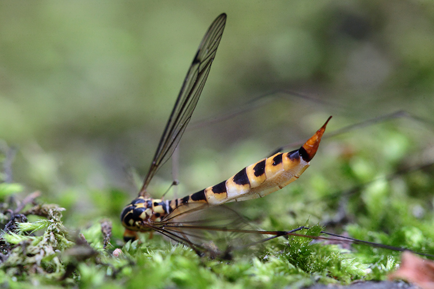 Tipulidae: Nephrotoma sp., femmina, parassitata da un fungo